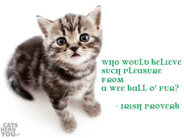 Who would believe such pleasure from a wee ball o’ fur?