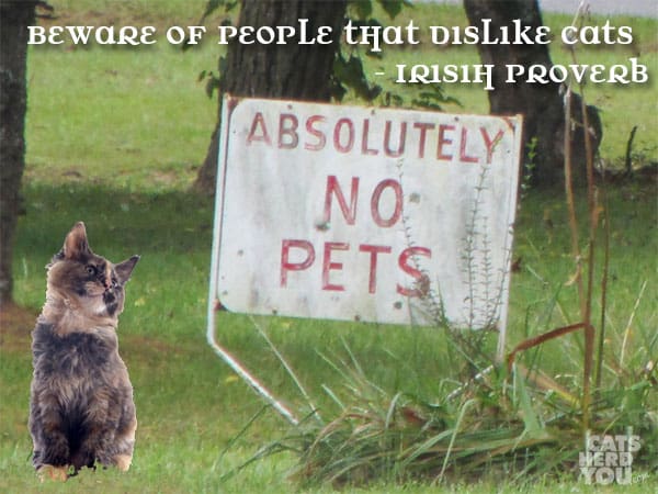 Beware of people that dislike cats