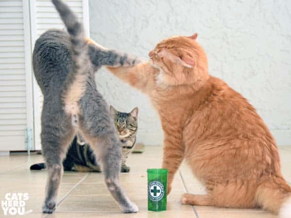 Orange tabby cat and gray tabby cat spar while one-eyed brown tabby cat looks on