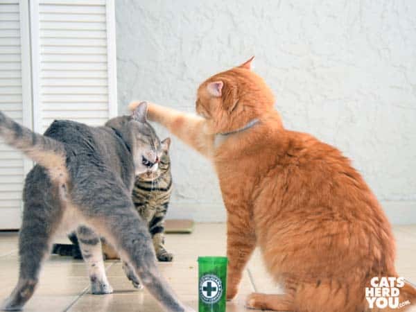 oranget tabby cat bashes gray tabby caton the head while brown tabby cat looks on