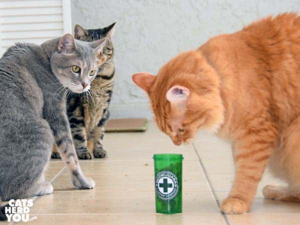 orange tabby cat sniffs catnip while gray tabby cat and one-eyed brown tabby cat look on