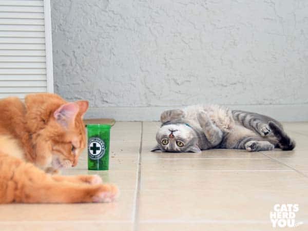 gray tabby cat looks cute while orange tabby cat hoards catnip