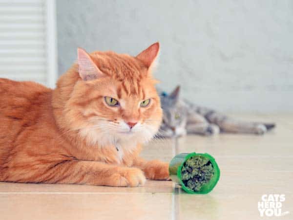 orange tabby cat, gray tabby cat, and catnip