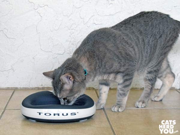 gray tabby cat drinks from heyrex torus bowl