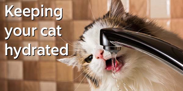 Image showcasing Keeping your Cat Hydrated - Cats Herd You