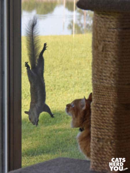orange tabby cat looks at squirrel