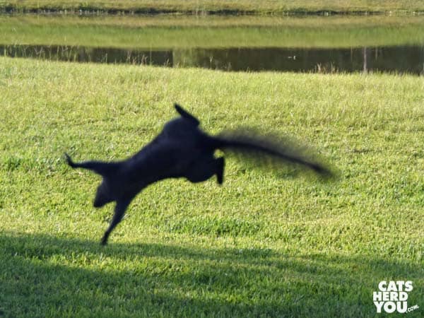 Squirrel sihlouette