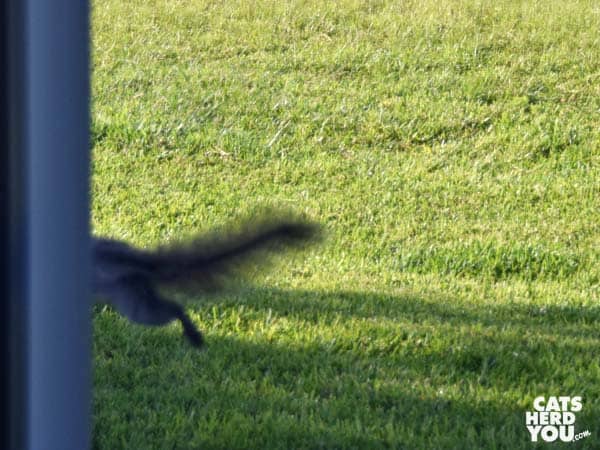 fleeing quirrel sihlouette