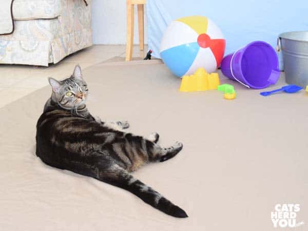 one-eyed brown tabby cat beach outtake