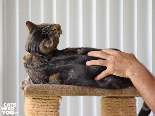 One-eyed brown cat is petted by a man's hand