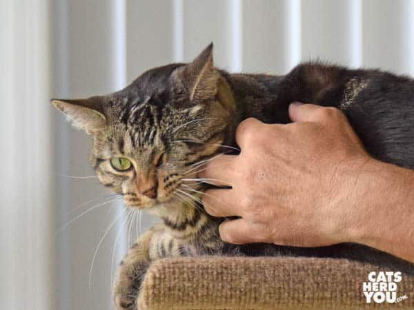 One-eyed brown cat is petted by a man's hand