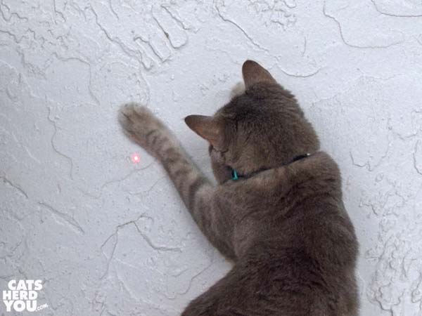 gray tabby cat chases the red dot