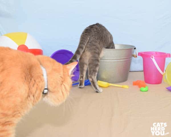 gray tabby cat has head in bucket as orange tabby cat looks on