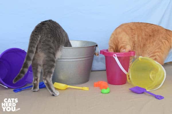 gray tabby cat and orange tabby cat buckets