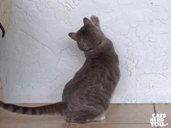 gray tabby cat chases the red dot