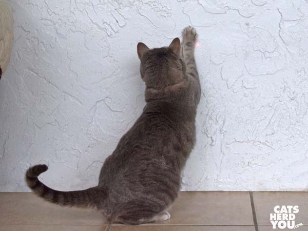 gray tabby cat chases the red dot