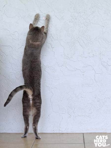 gray tabby cat chases the red dot
