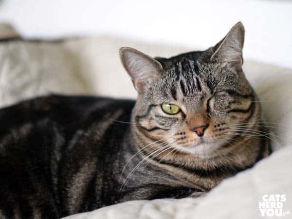 one-eyed broen tabby cat looks skeptical