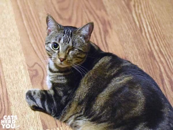 one-eyed brown tabby cat on wood floor