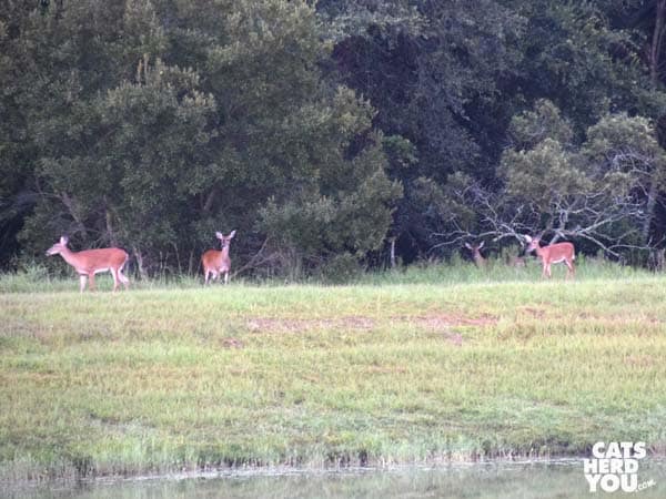 deer