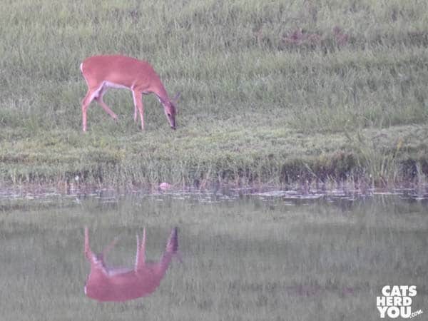 Grazing deer reflected in water