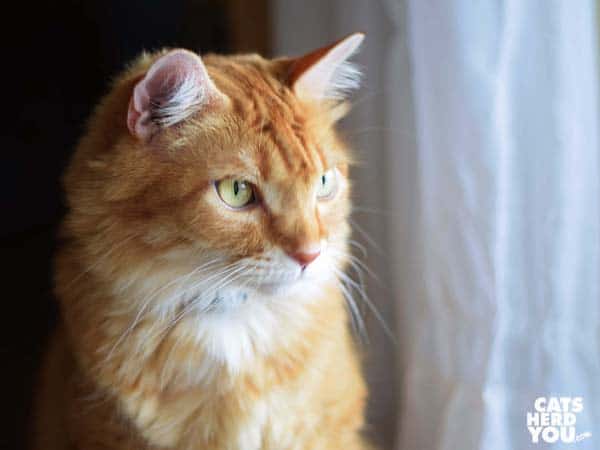 orange tabby cat looks out window