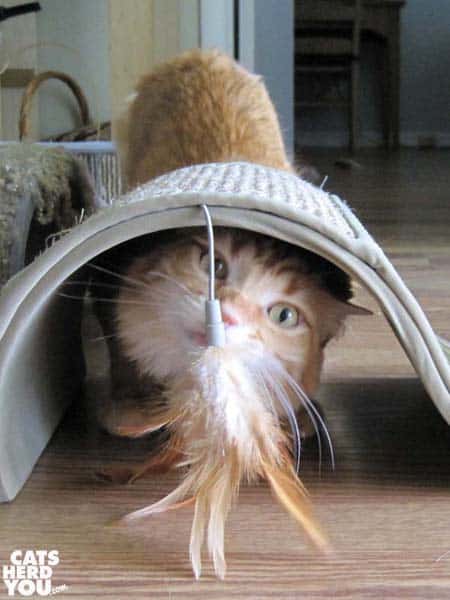 orange tabby cat sniffs feather under the new ess scratcher