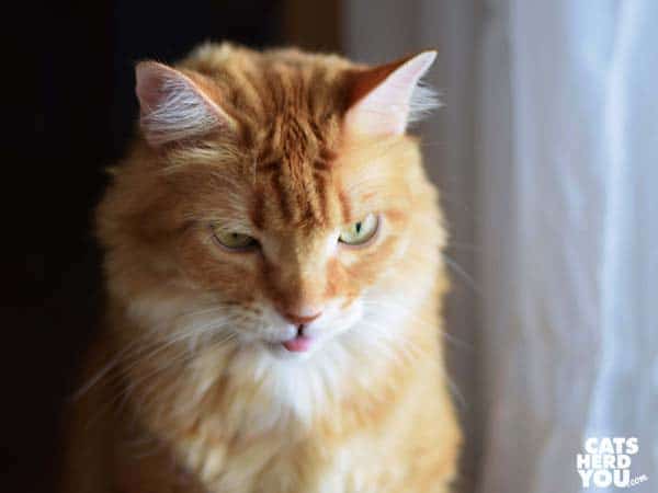 orange tabby cat with tongue out