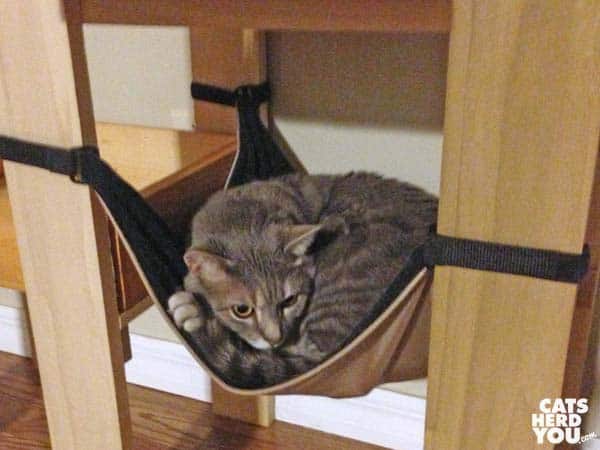 gray tabby cat in cat tree hammock
