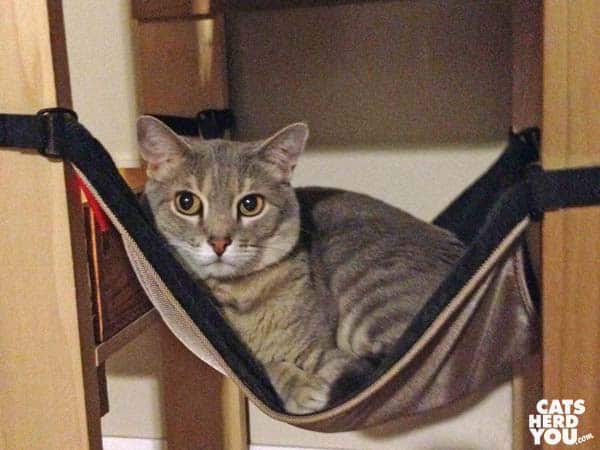 gray tabby cat in cat tree hammock