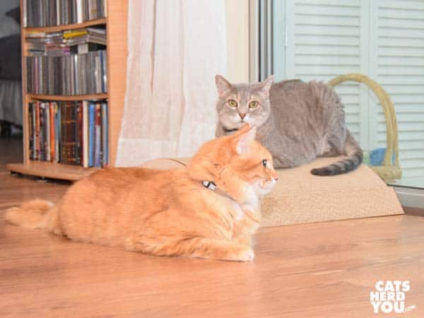 orange tabby cat ignores gray tabby cat on speedbump scratcher