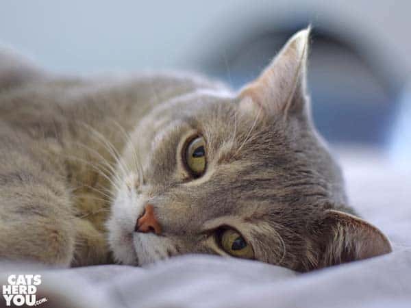Pierre_bed_sickday_01_wm