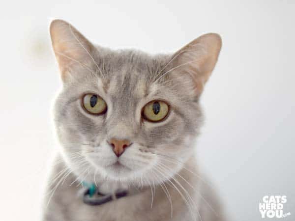 gray tabby cat on gray comforter