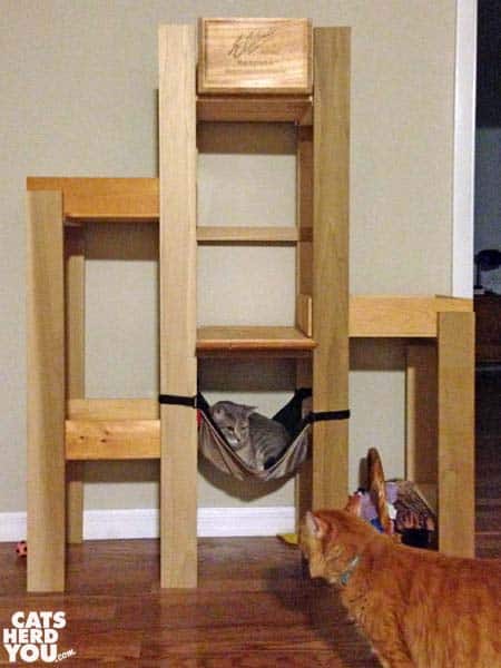orange tabby cat looks at gray tabby cat resting in cat tree hammock