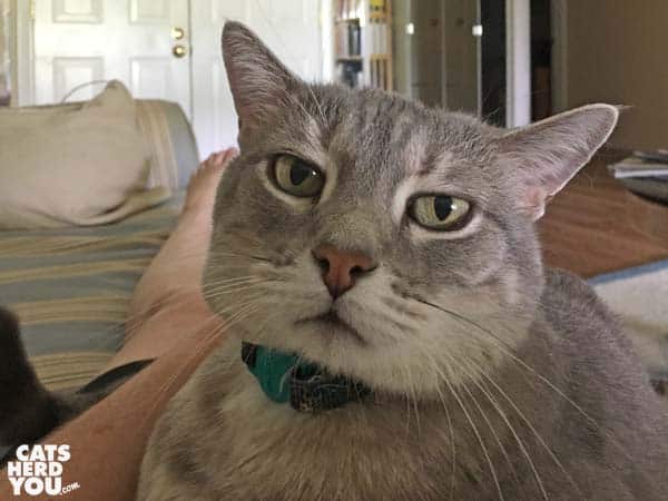 gray tabby cat sits on lap