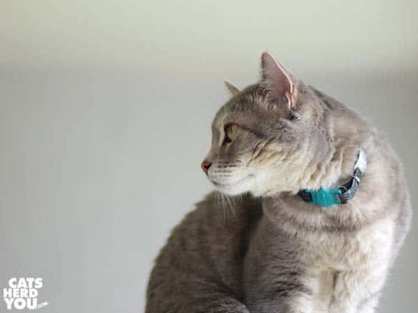 gray tabby cat looks away from window