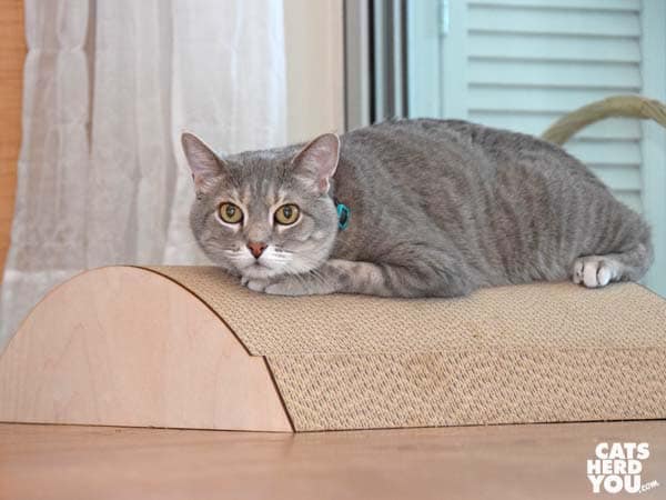 gray tabby cat on speedbump-looking scratcher