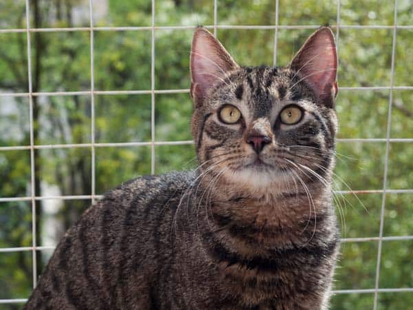 tabby cat with grid separating him from outdoors. photo credit: depositphotos/darzyhanna