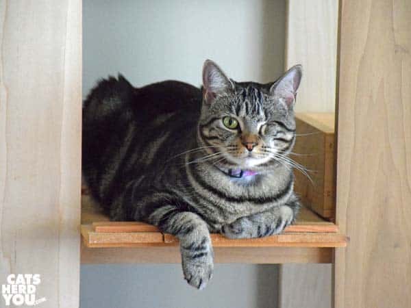 one-eyed brown tabby cat dangles one paw