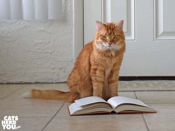 orange tabby cat with open book