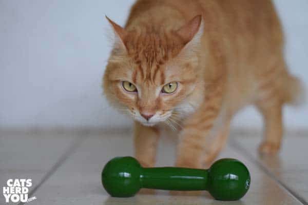 orange tabby cat and dumbbell
