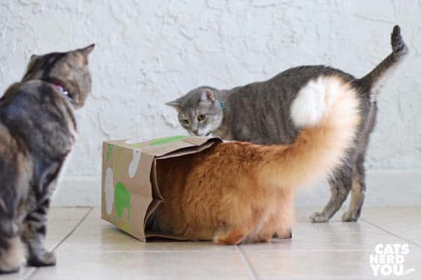 gray tabby cat and brown tabby cat look at orange tabby cat in paper bag