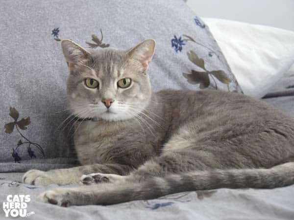 gray tabby cat on gray comforter