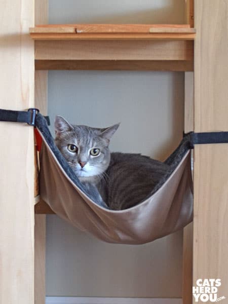 gray tabby cat in hammock