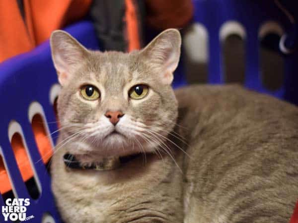 gray tabby cat in laundry basket