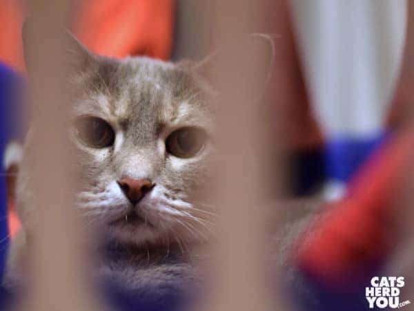 gray tabby cat in laundry basket