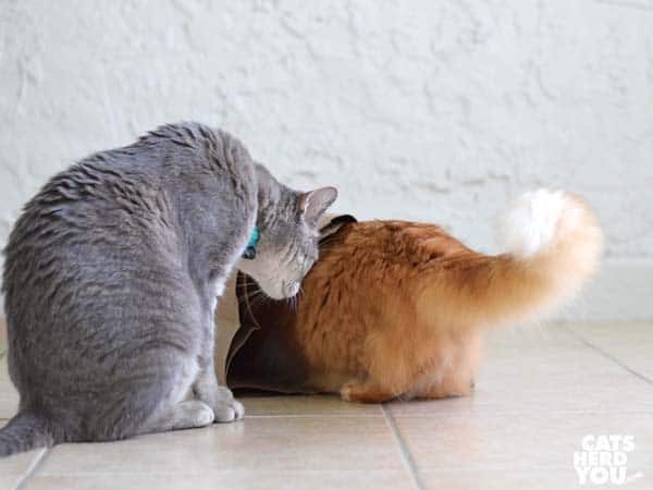 Gray tabby cat noses orange tabby cat in paper bag