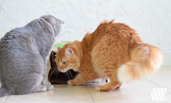 gray tabby cat watches orange tabby cat exit the paper bag