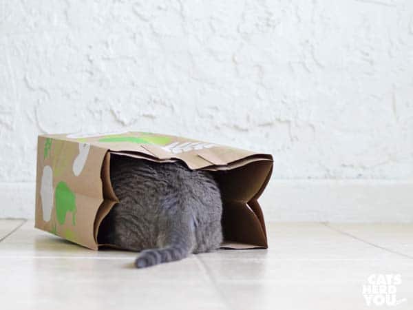 gray tabby cat tail sticking out of paper bag