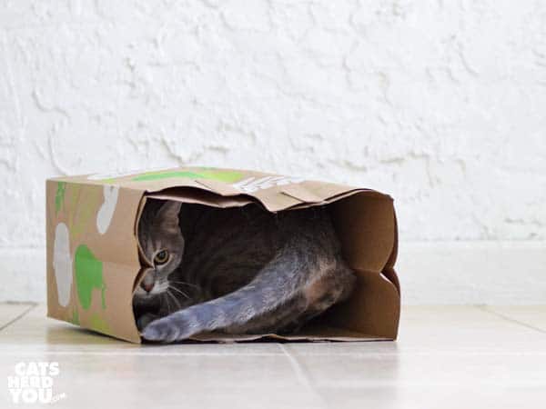 gray tabby cat turns around in paper bag